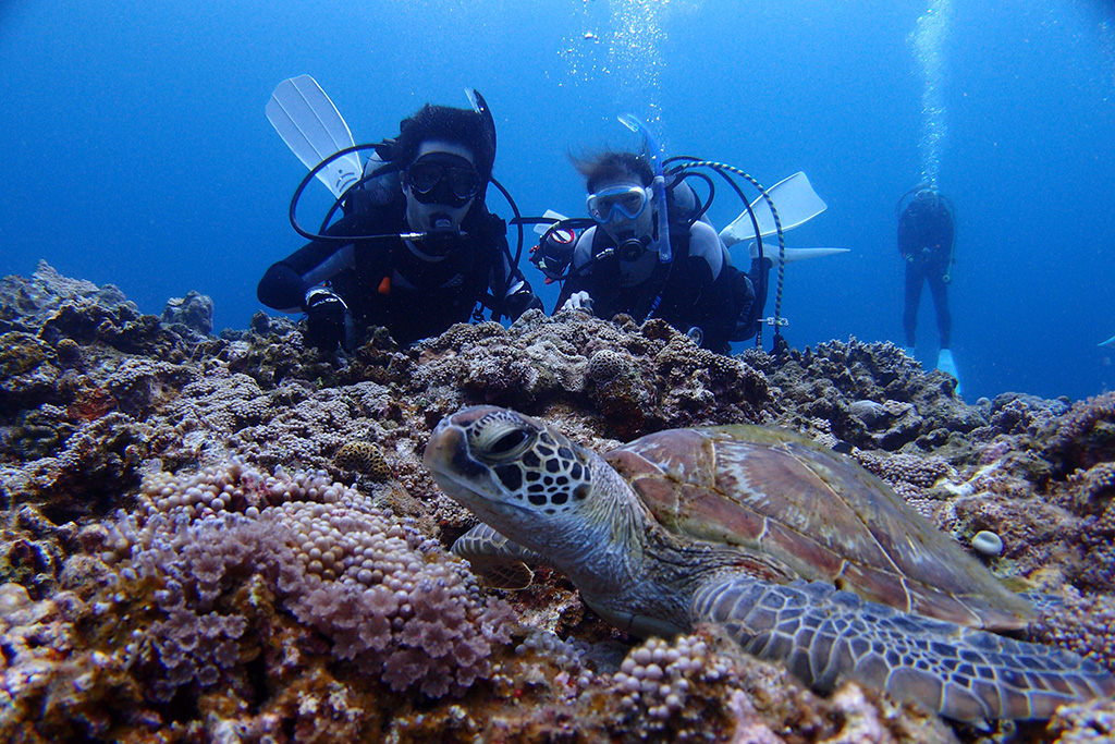 初めてでも安心！ ライセンスが取れる東京のダイビングスクール