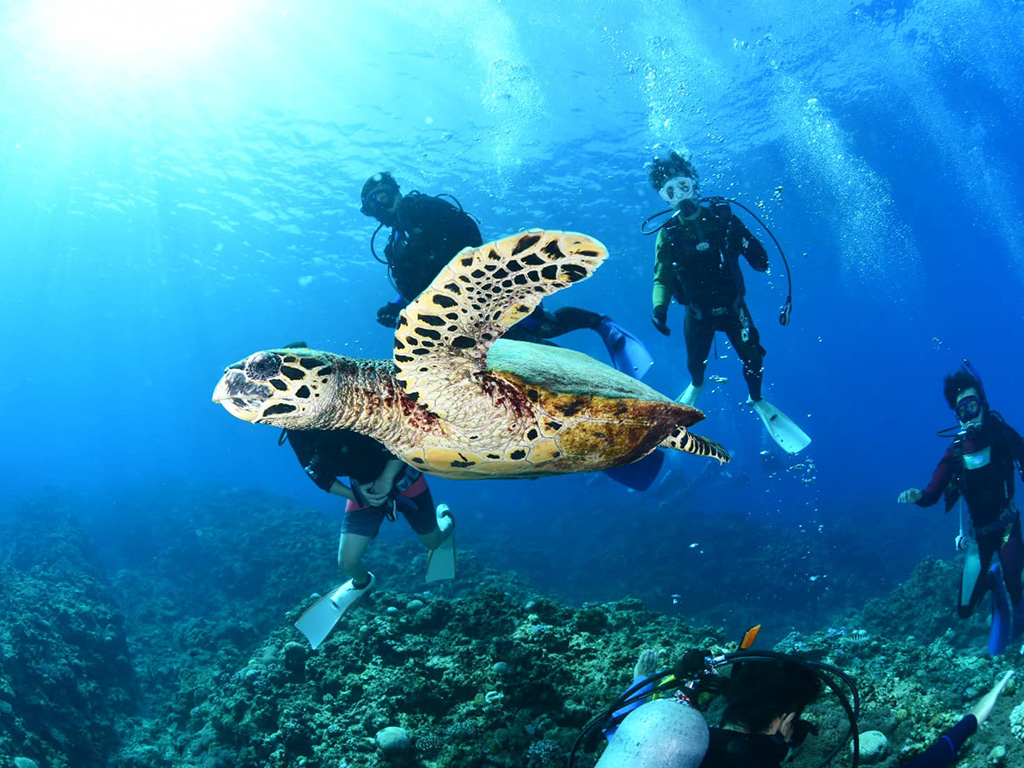 ダイビング イメージ写真