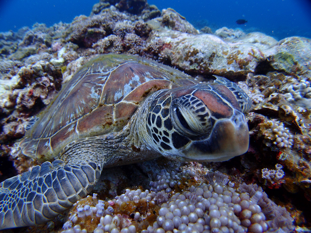 ダイビング イメージ写真