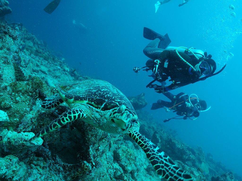 ダイビング イメージ写真