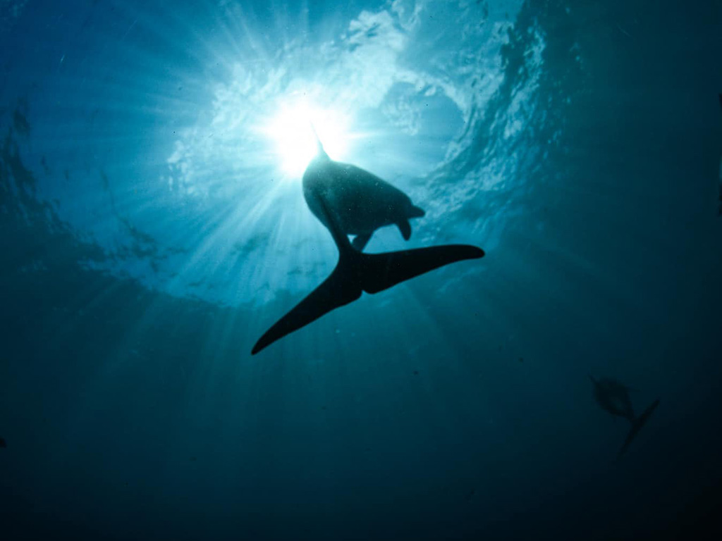 ダイビング イメージ写真