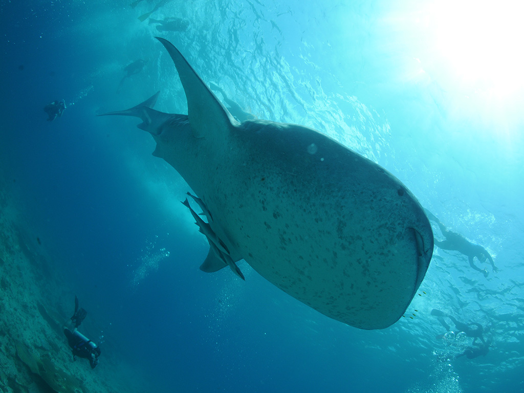 ダイビング イメージ写真