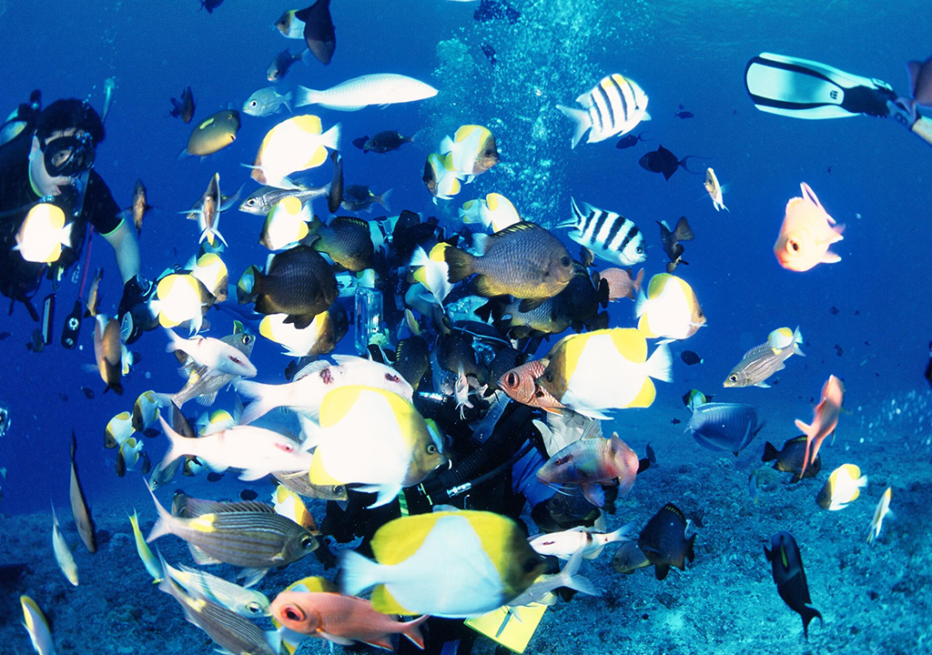 ファンダイブツアー